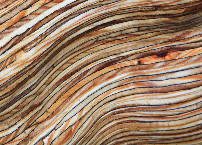 christopher robbins, plywood tree 